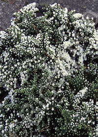 Aster lateriflorus 'Snow Flurry'